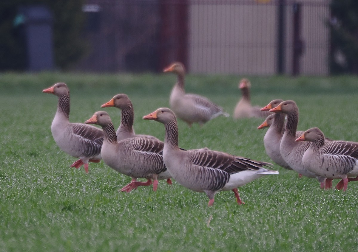 Graylag Goose - ML633459961