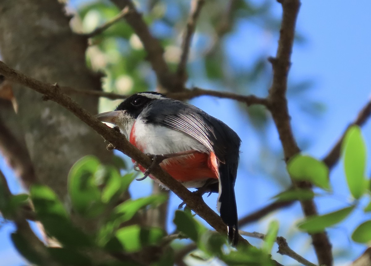 Red-breasted Chat (Red-breasted) - ML633459971