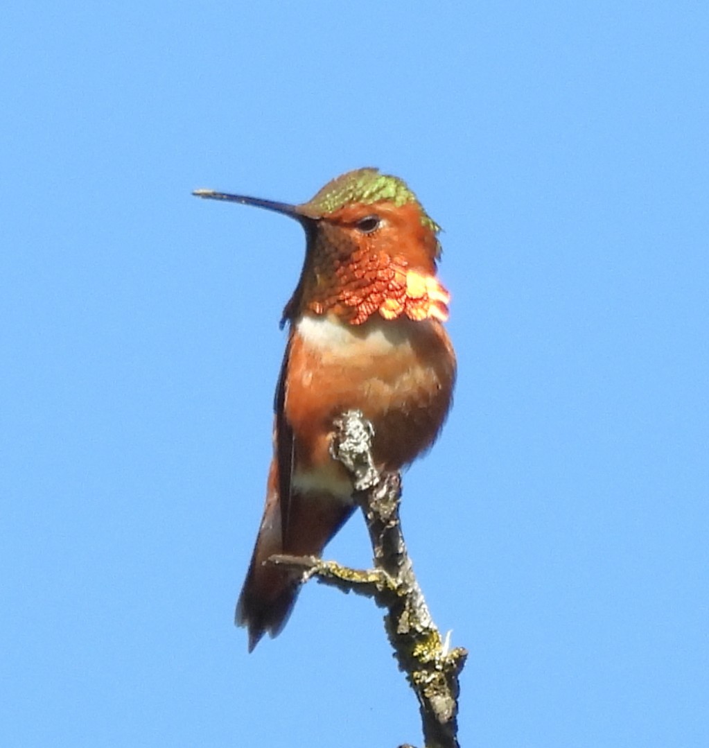 Allen's Hummingbird - ML633460006