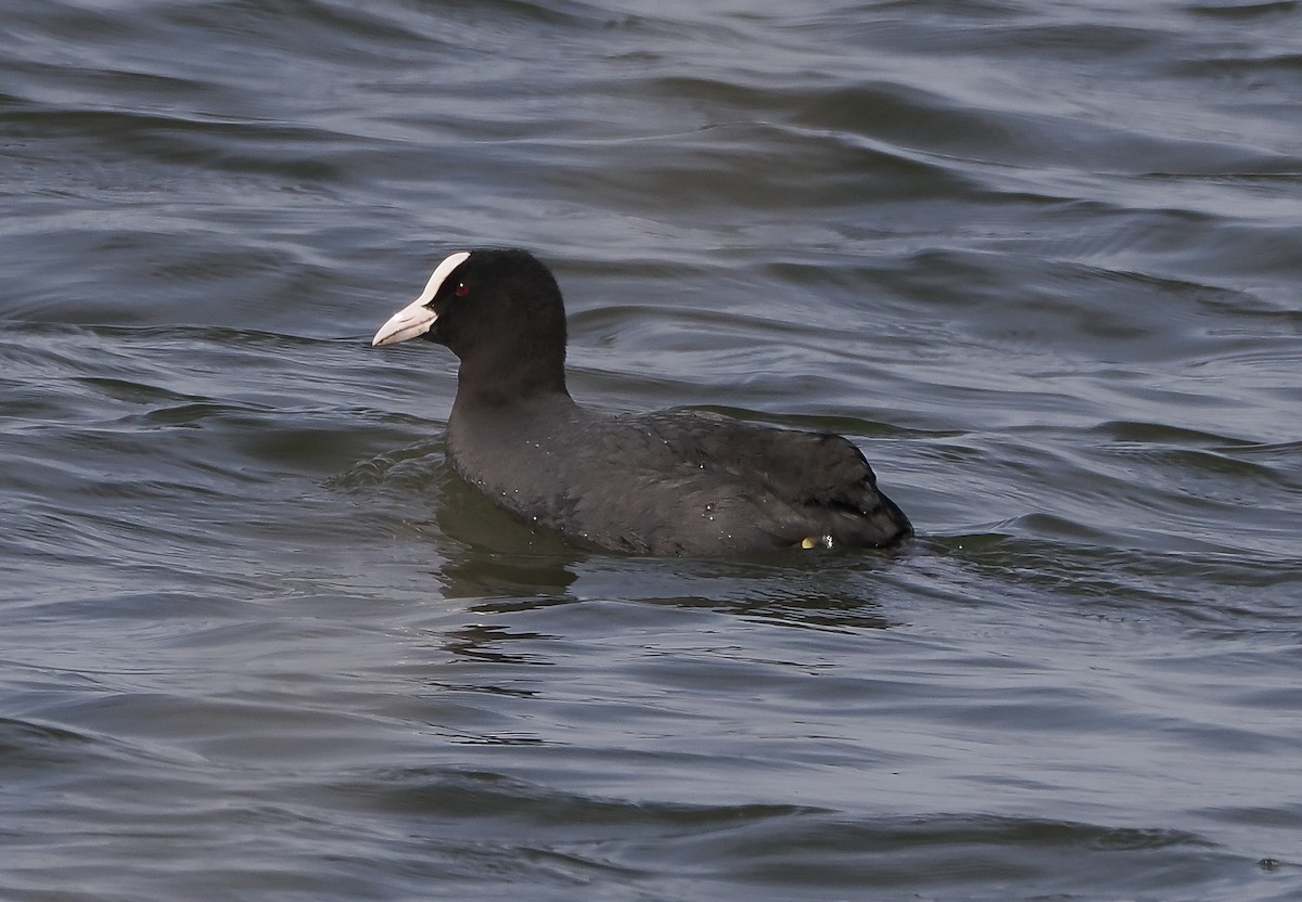 Eurasian Coot - ML633460014