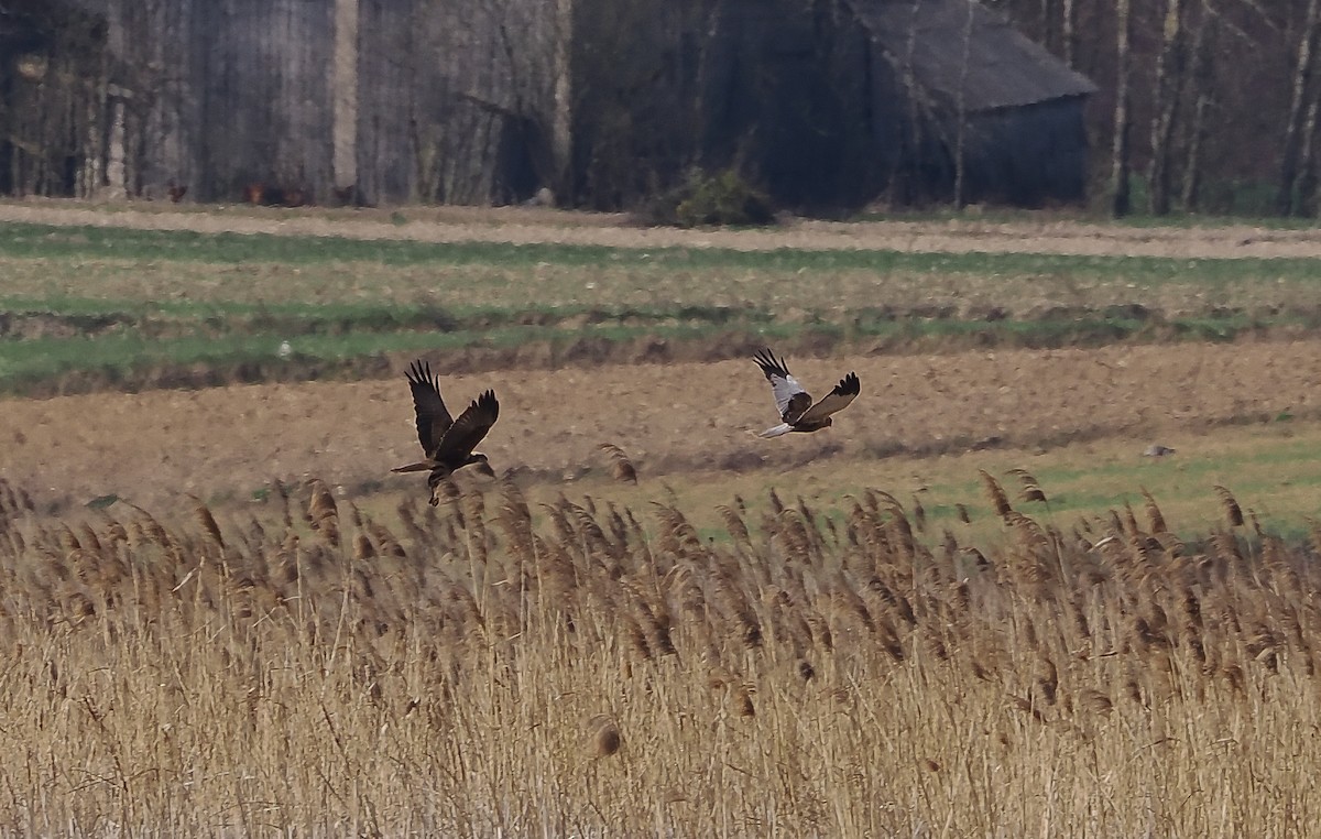 Western Marsh Harrier - ML633460057