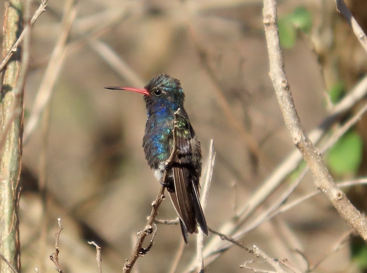 Turquoise-crowned Hummingbird - ML633460083