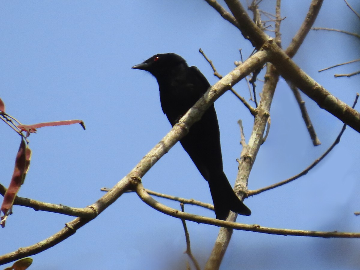 Velvet-mantled Drongo (Fanti) - ML633460099