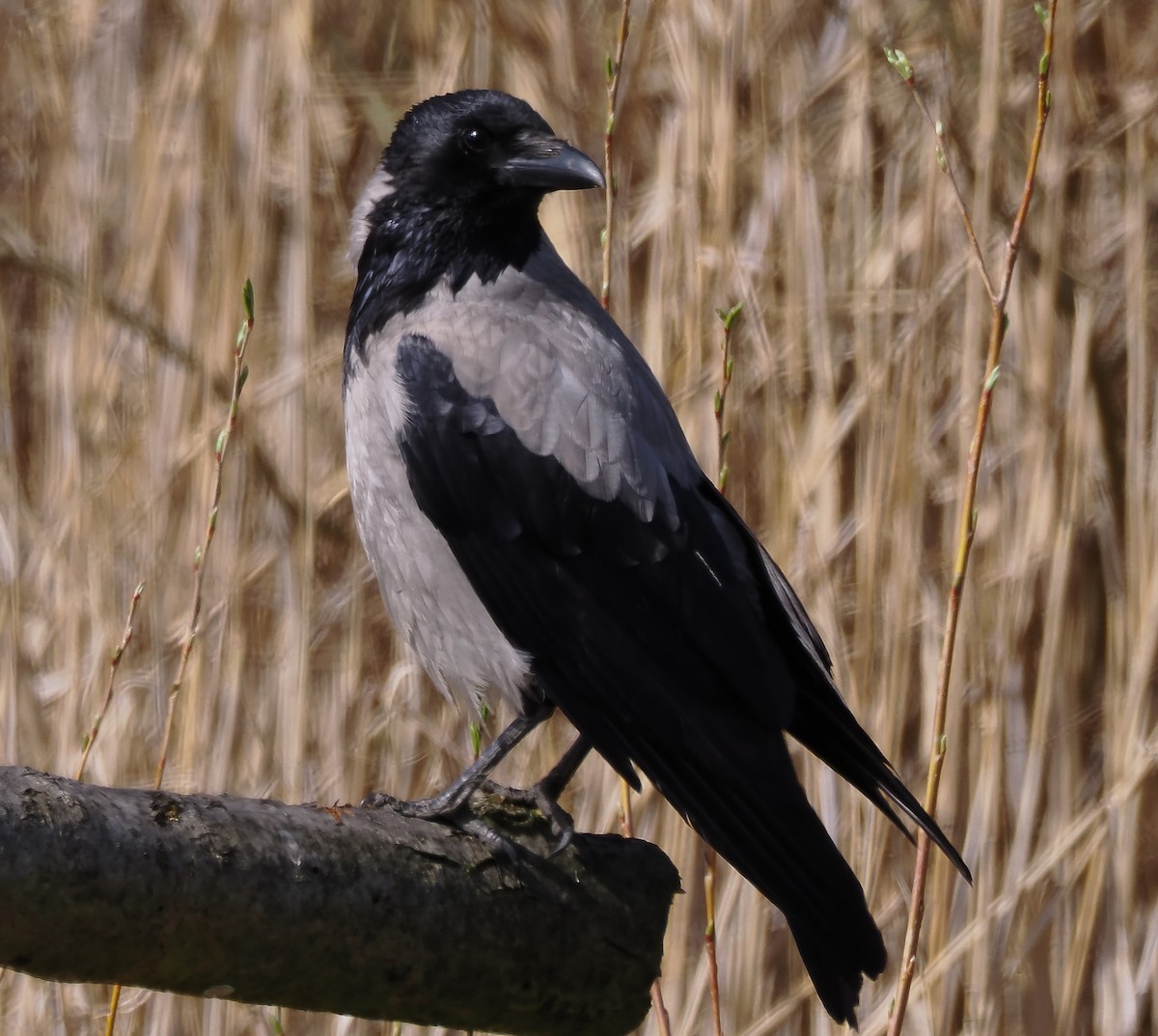 Hooded Crow - ML633460110