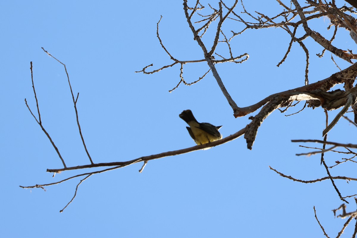 Cassin's Kingbird - ML633460126