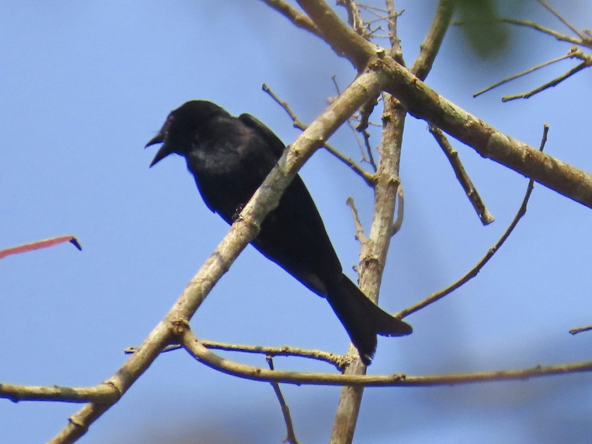 Velvet-mantled Drongo (Fanti) - ML633460129