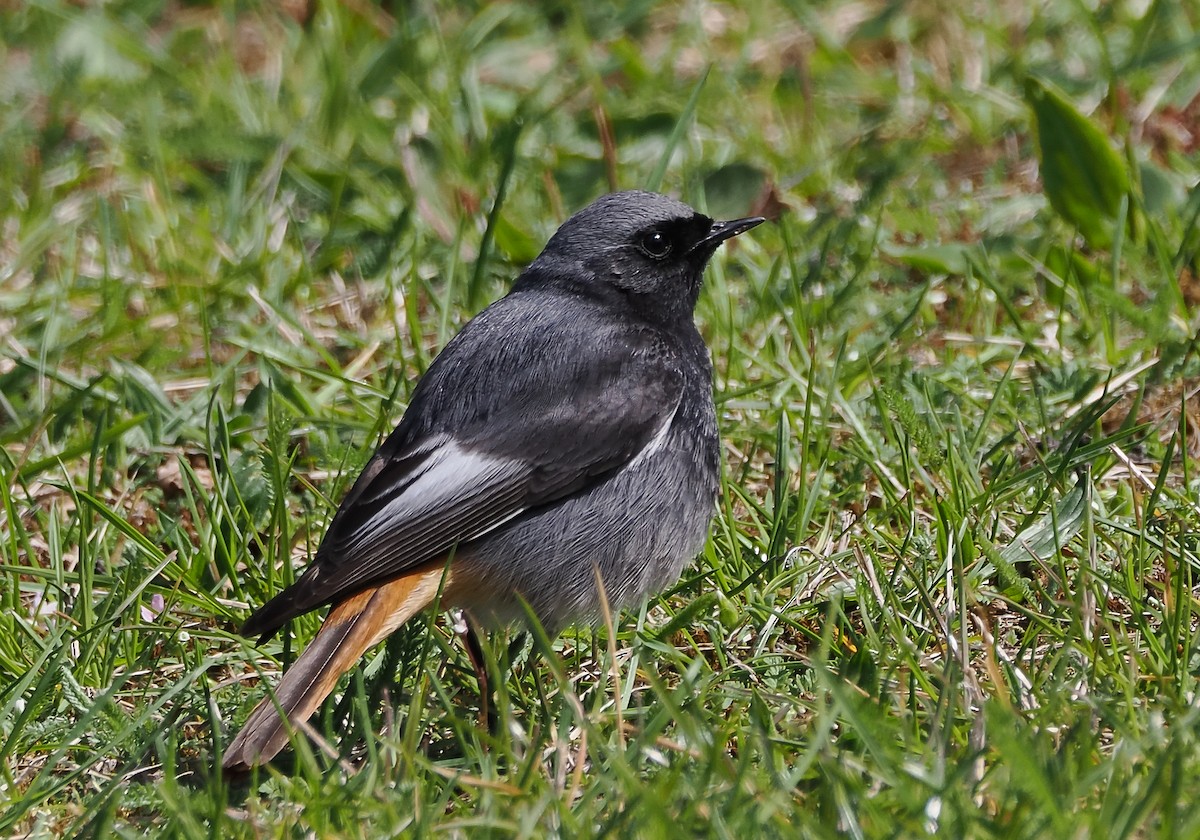 Black Redstart - ML633460136