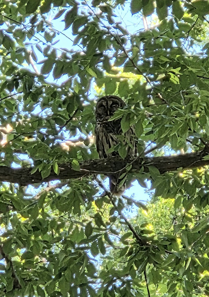 Barred Owl - ML633460140
