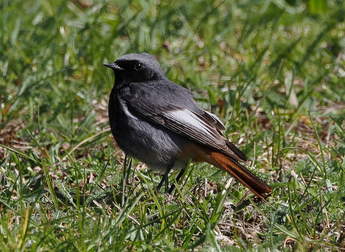 Black Redstart - ML633460153
