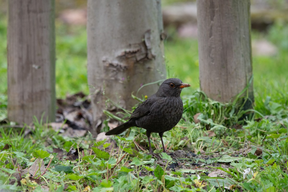 Eurasian Blackbird - ML633460170