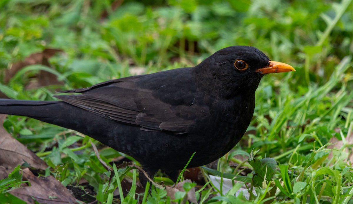 Eurasian Blackbird - ML633460171