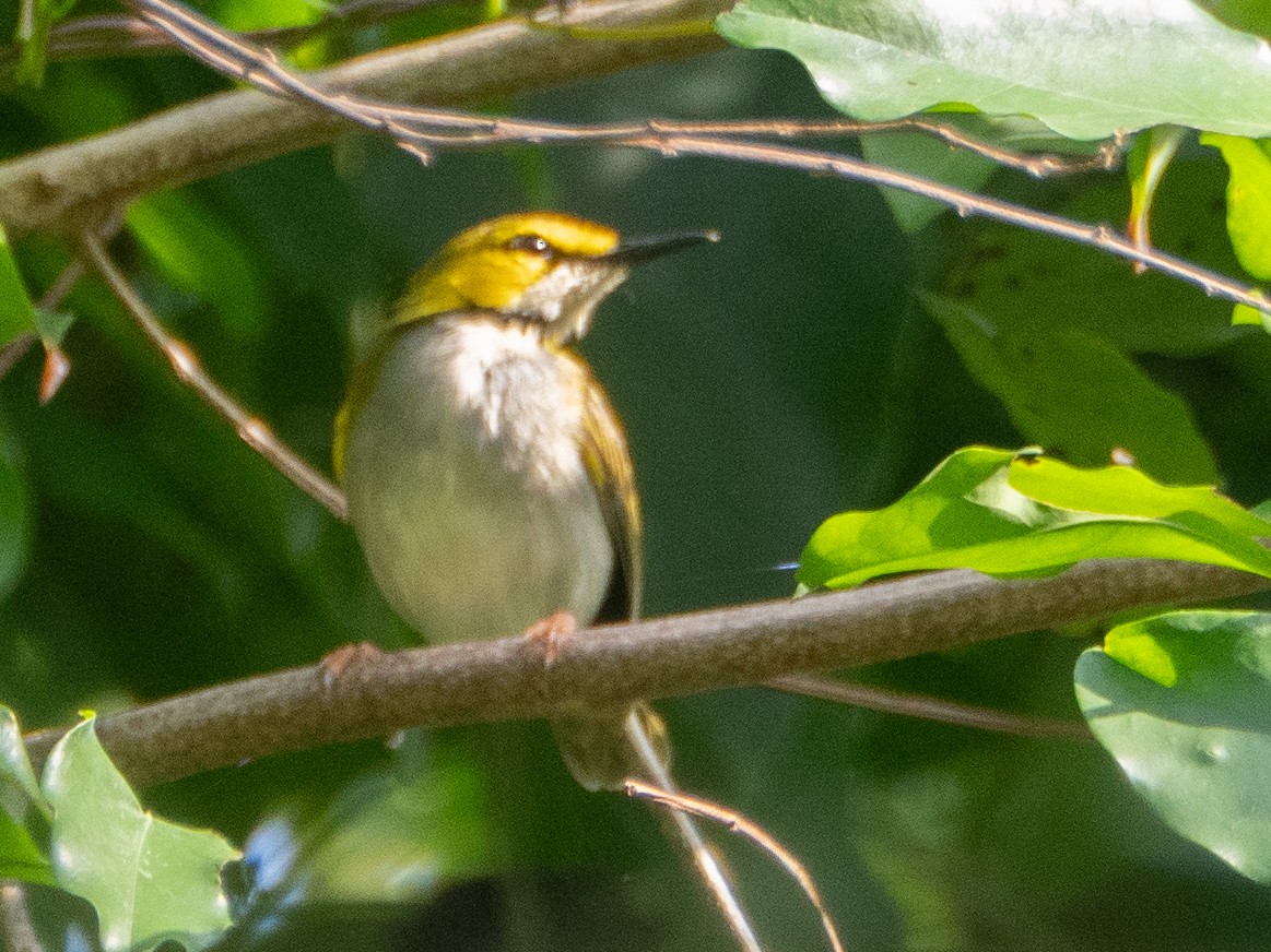 Yellow-browed Camaroptera - ML633460259