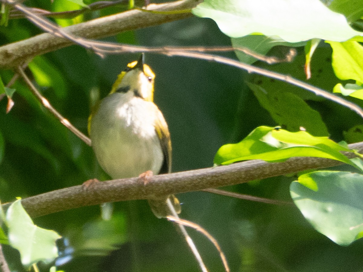 Yellow-browed Camaroptera - ML633460260