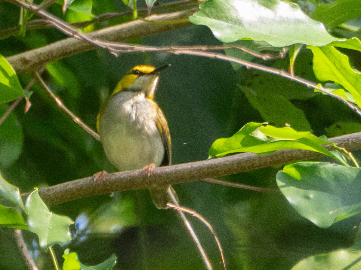 Yellow-browed Camaroptera - ML633460261