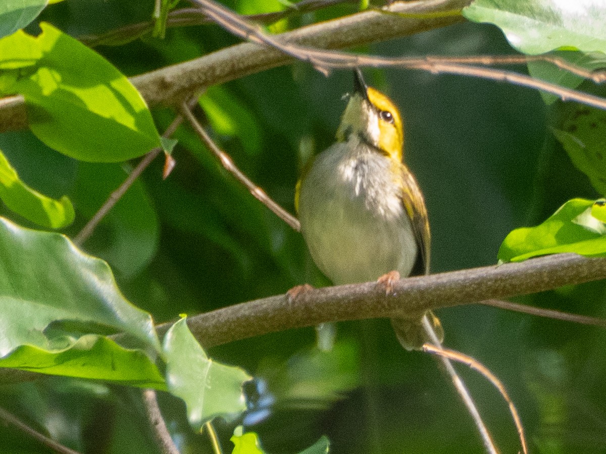 Yellow-browed Camaroptera - ML633460262