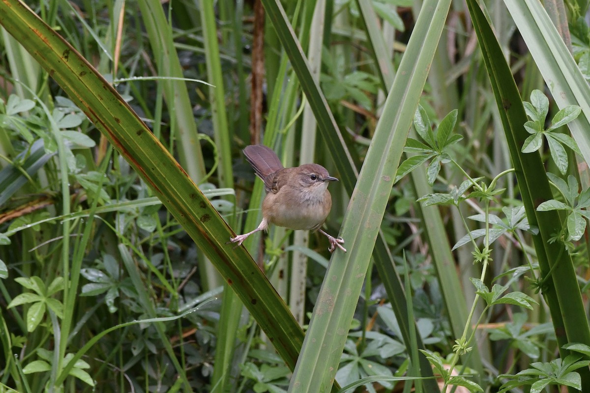 Highland Rush Warbler - ML633460348