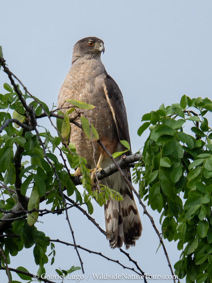 Gundlach's Hawk - ML633460357