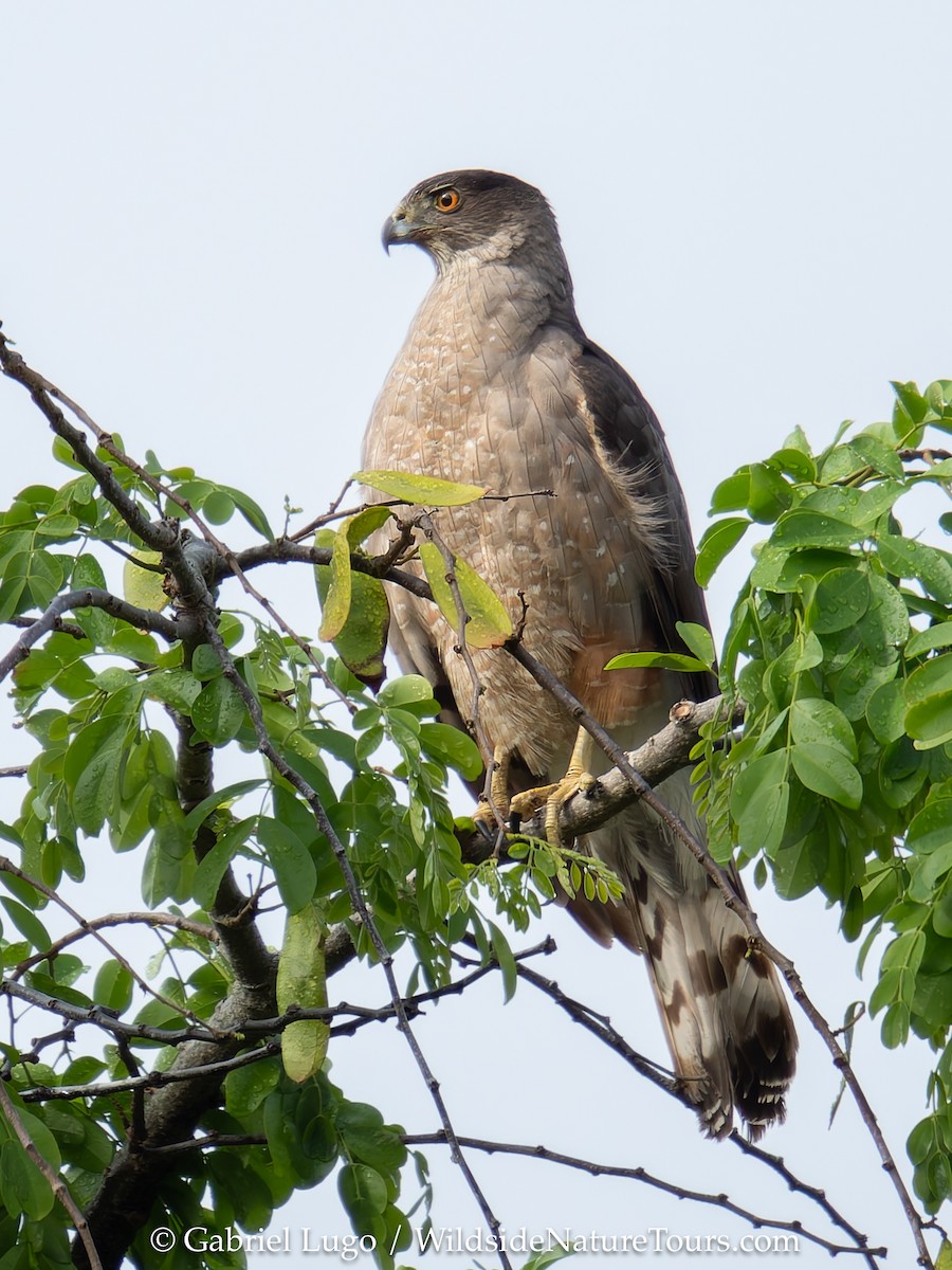 Gundlach's Hawk - ML633460358