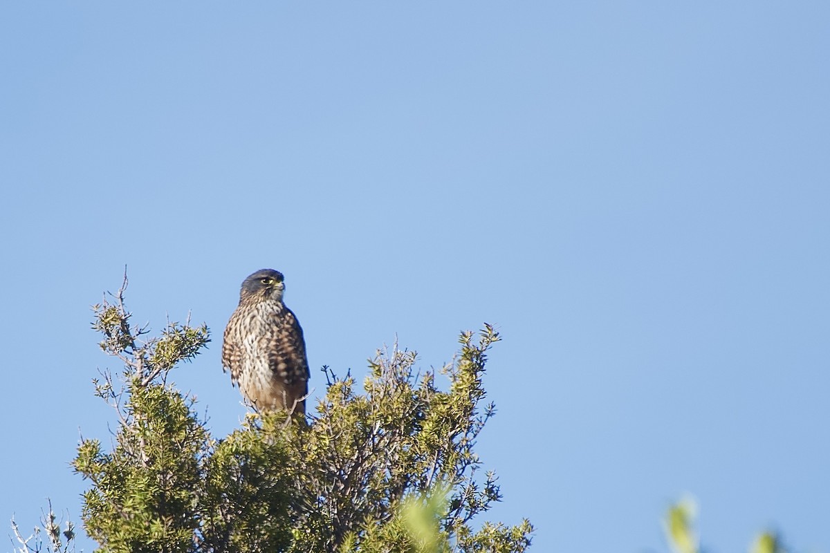 New Zealand Falcon - ML633460360