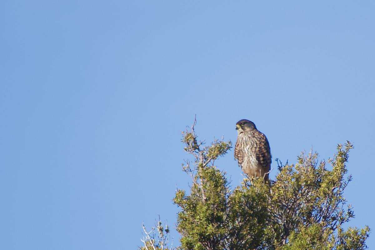 New Zealand Falcon - ML633460361