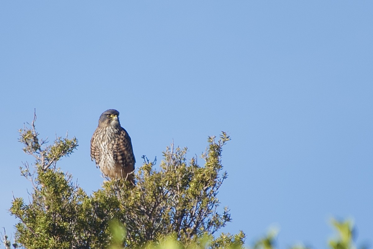 New Zealand Falcon - ML633460362