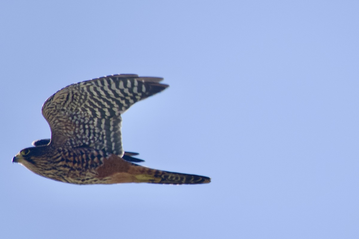 New Zealand Falcon - ML633460363