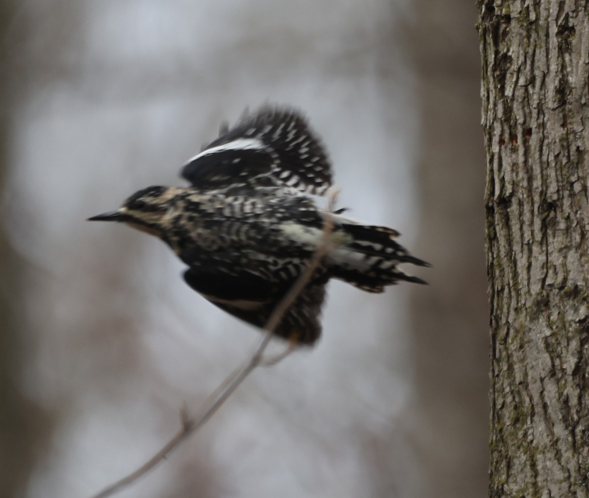 Yellow-bellied Sapsucker - ML633460404