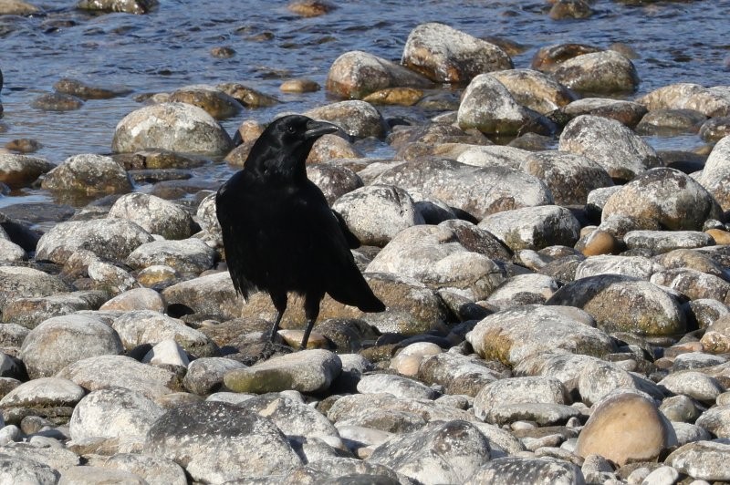 American Crow - ML633460483