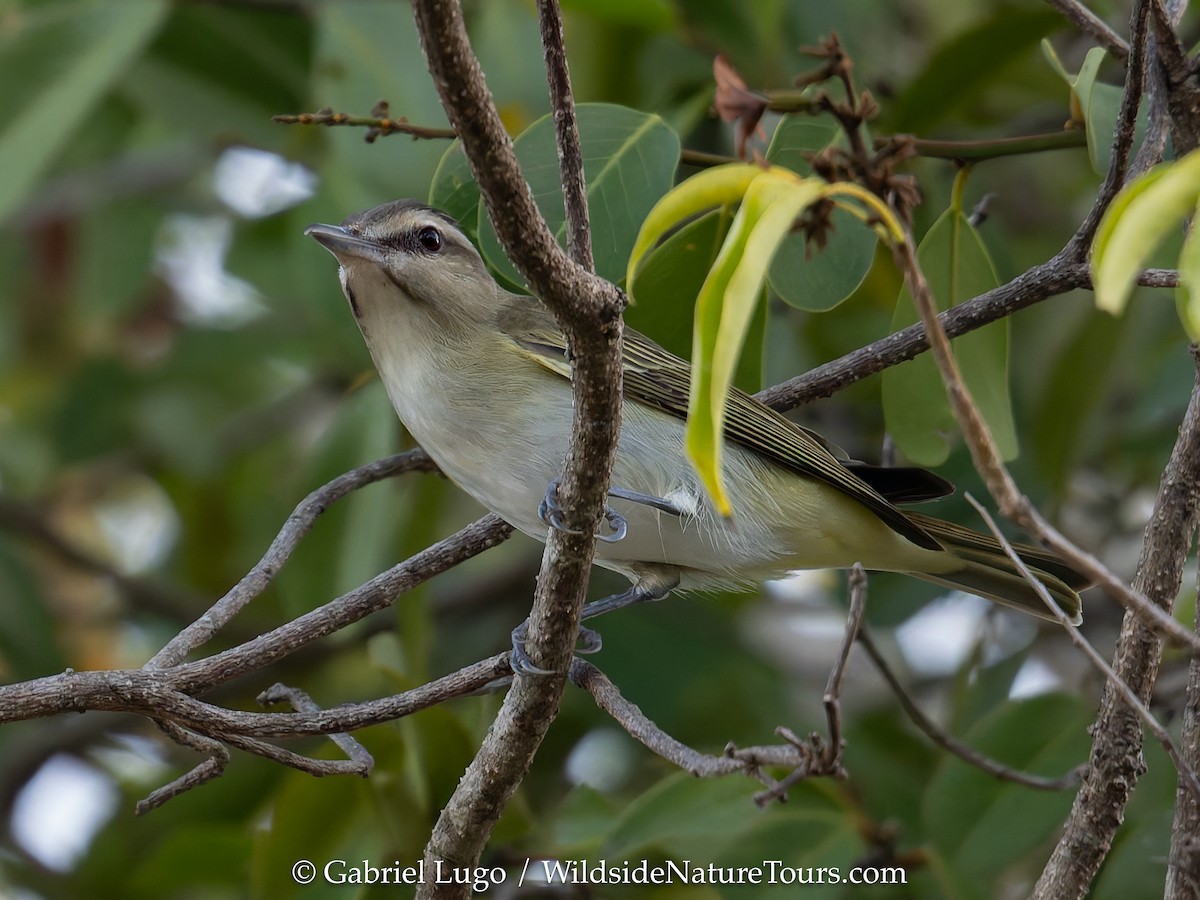 Black-whiskered Vireo - ML633460501
