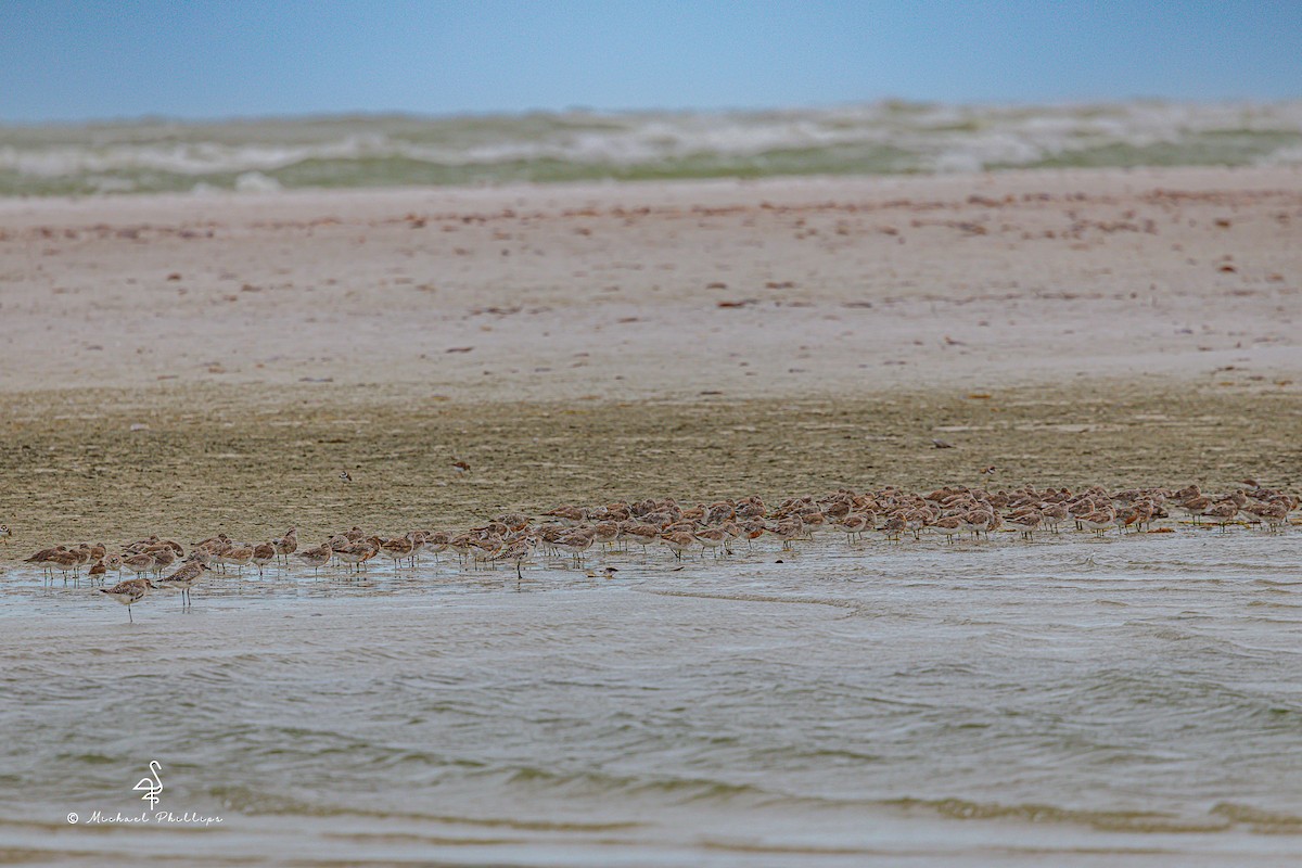Red Knot - Michael Phillips