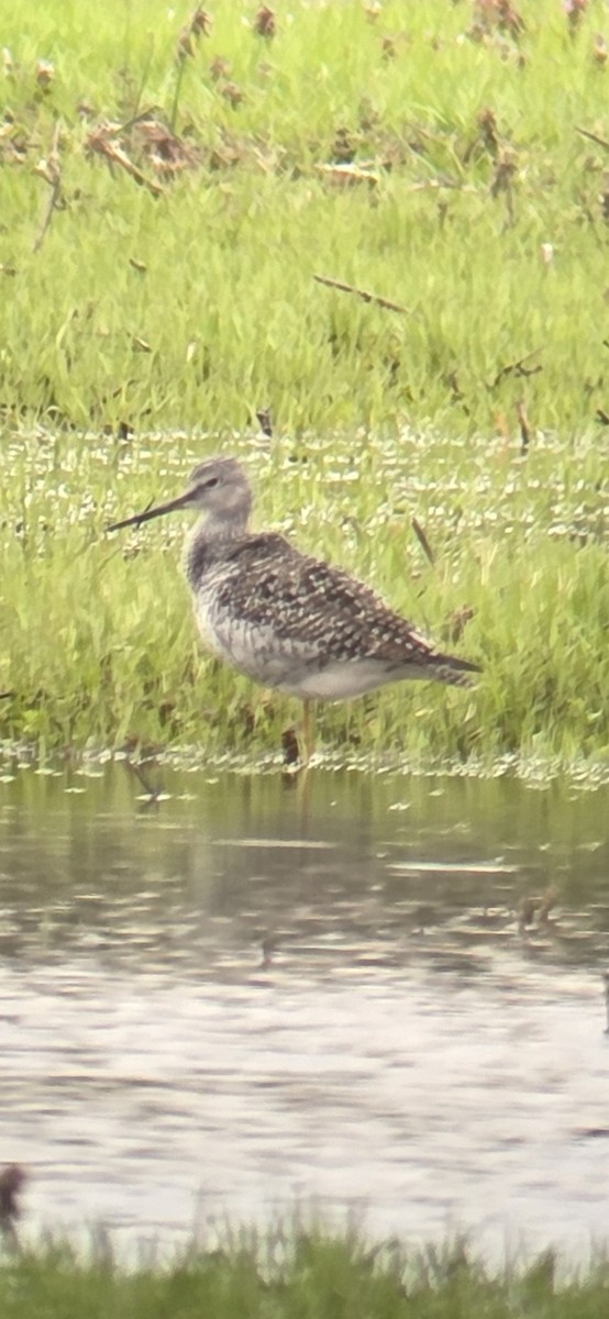 Greater Yellowlegs - ML633460613