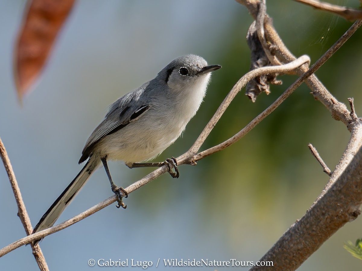 Cuban Gnatcatcher - ML633460620