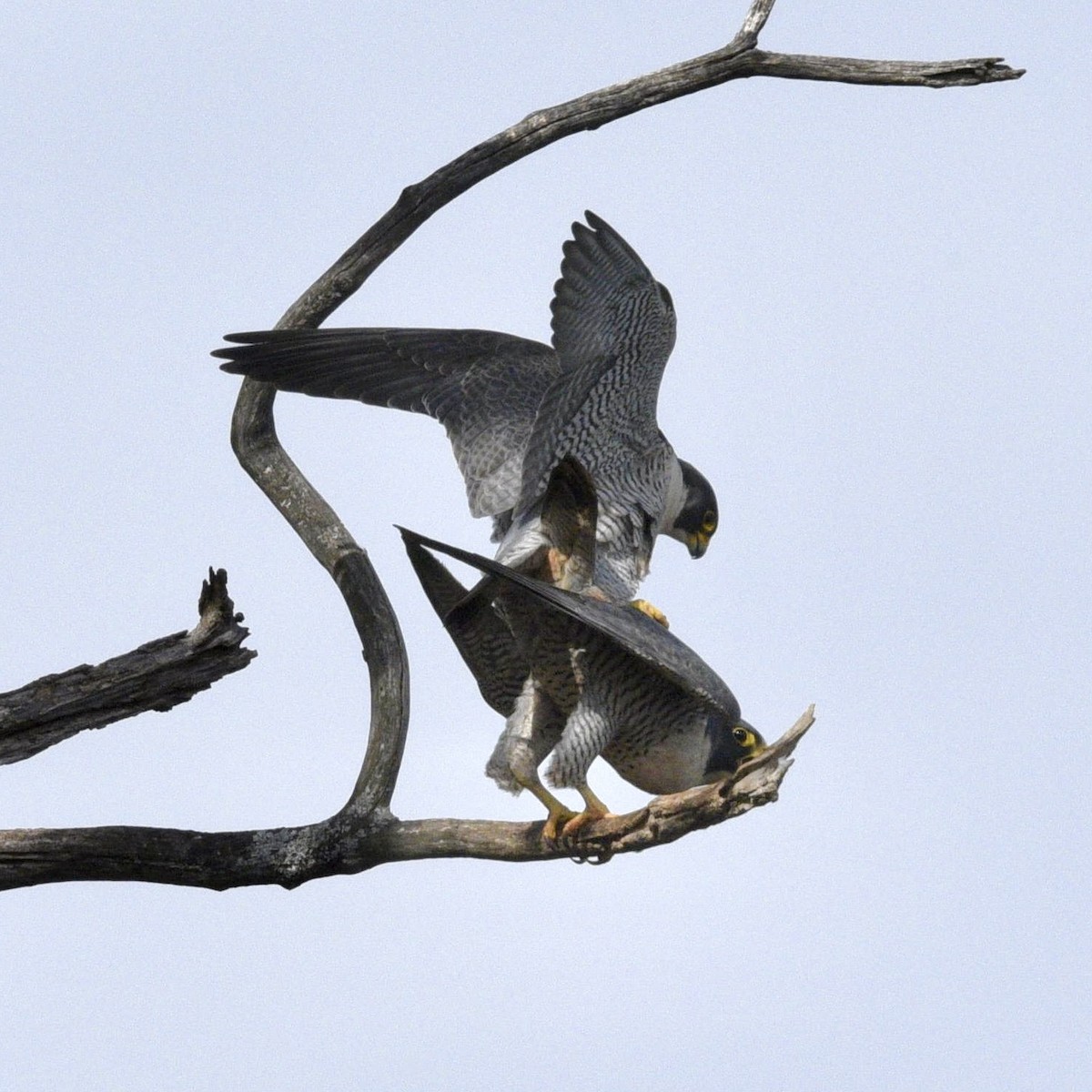 Peregrine Falcon - ML633460645
