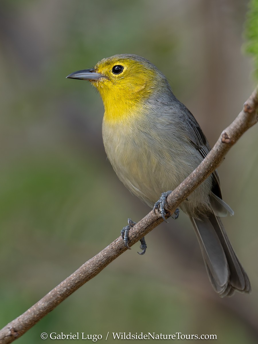 Oriente Warbler - ML633460647