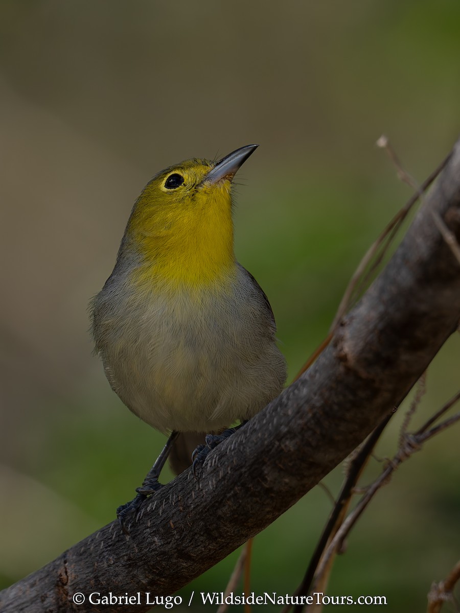 Oriente Warbler - ML633460648