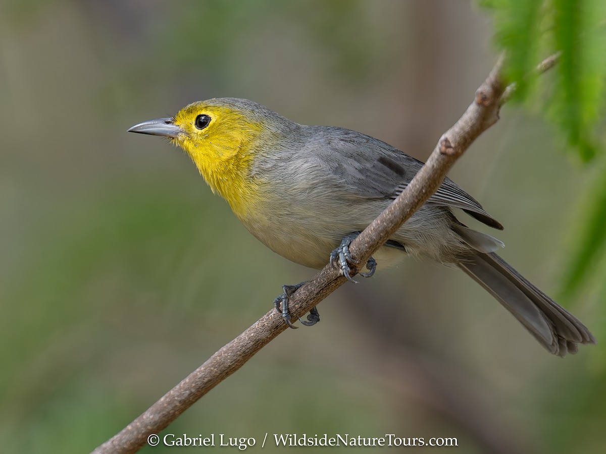 Oriente Warbler - ML633460649