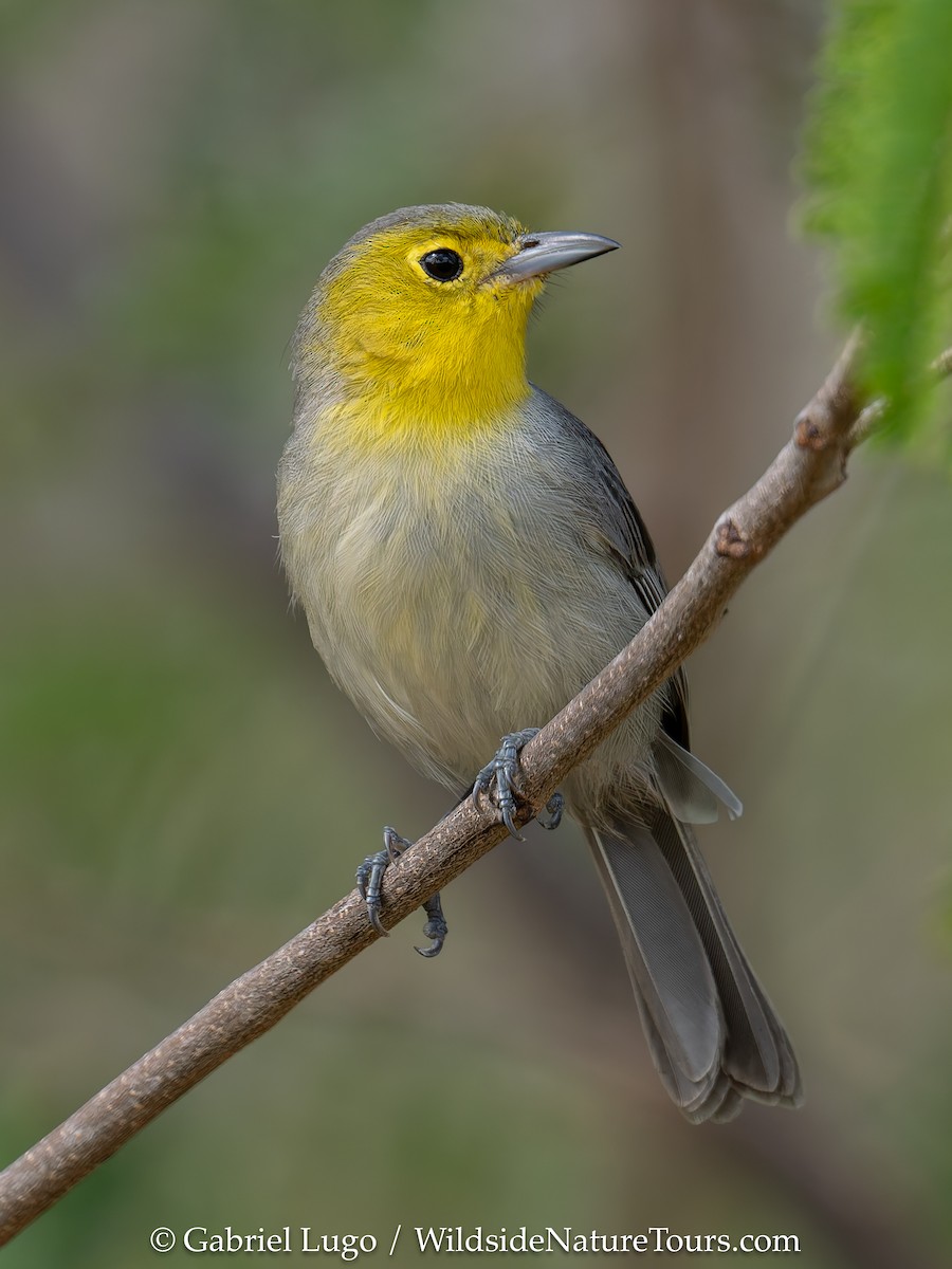 Oriente Warbler - ML633460650