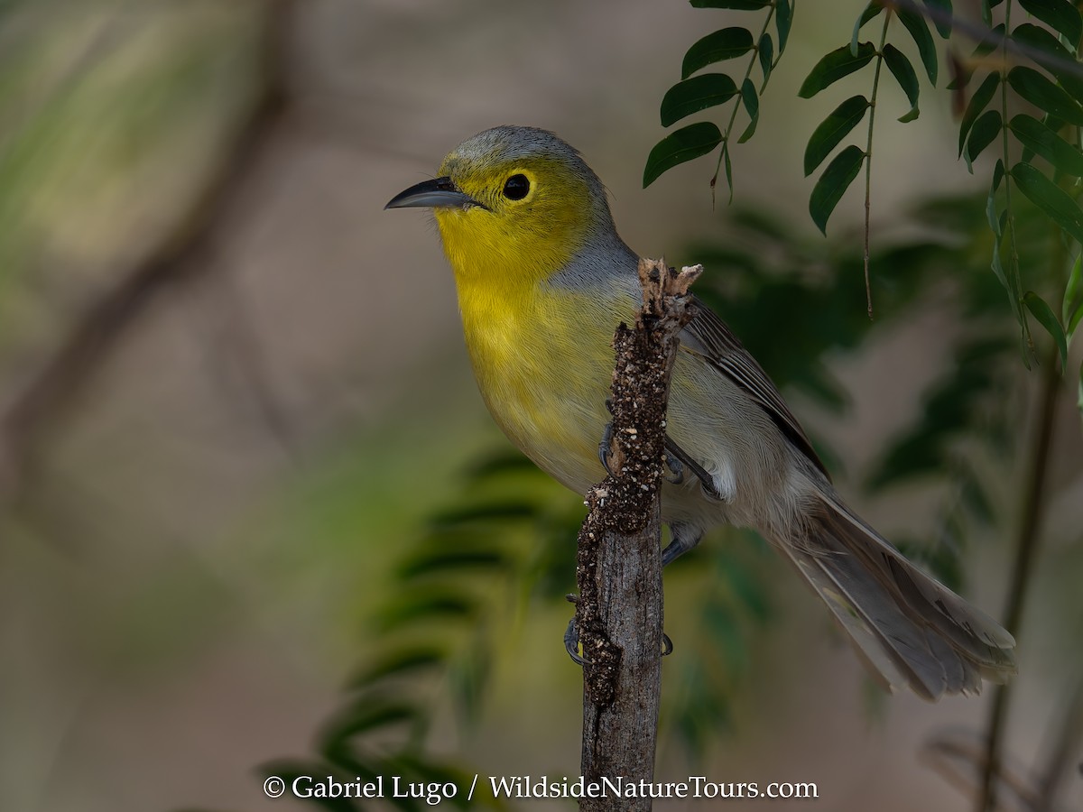 Oriente Warbler - ML633460651