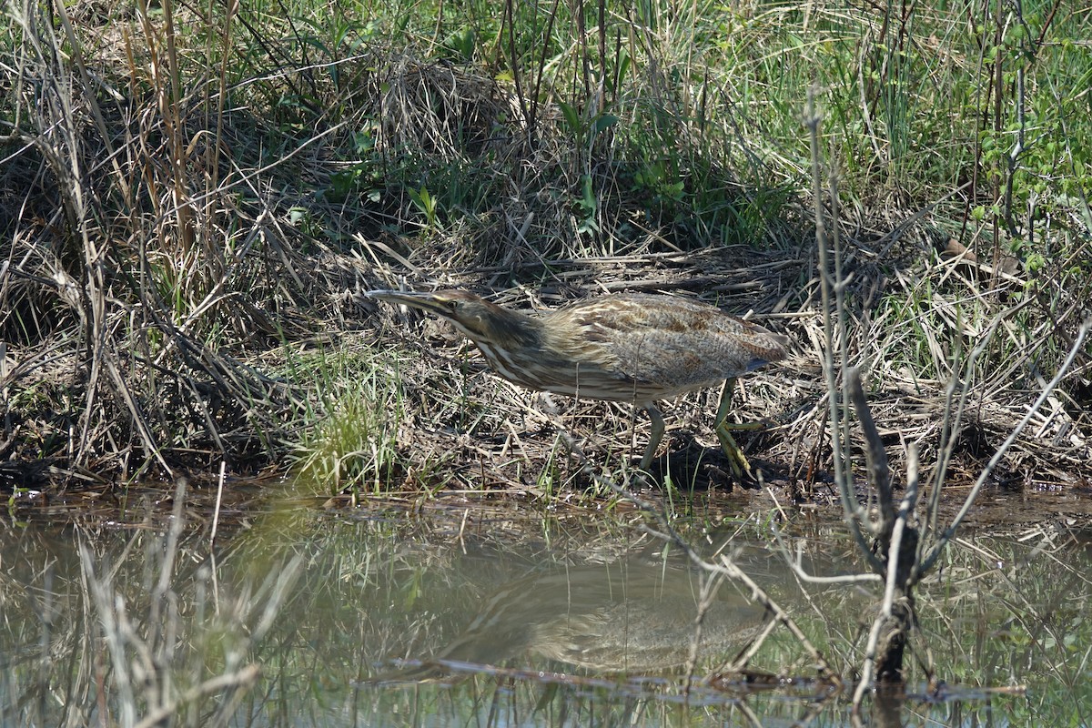 American Bittern - ML633460700