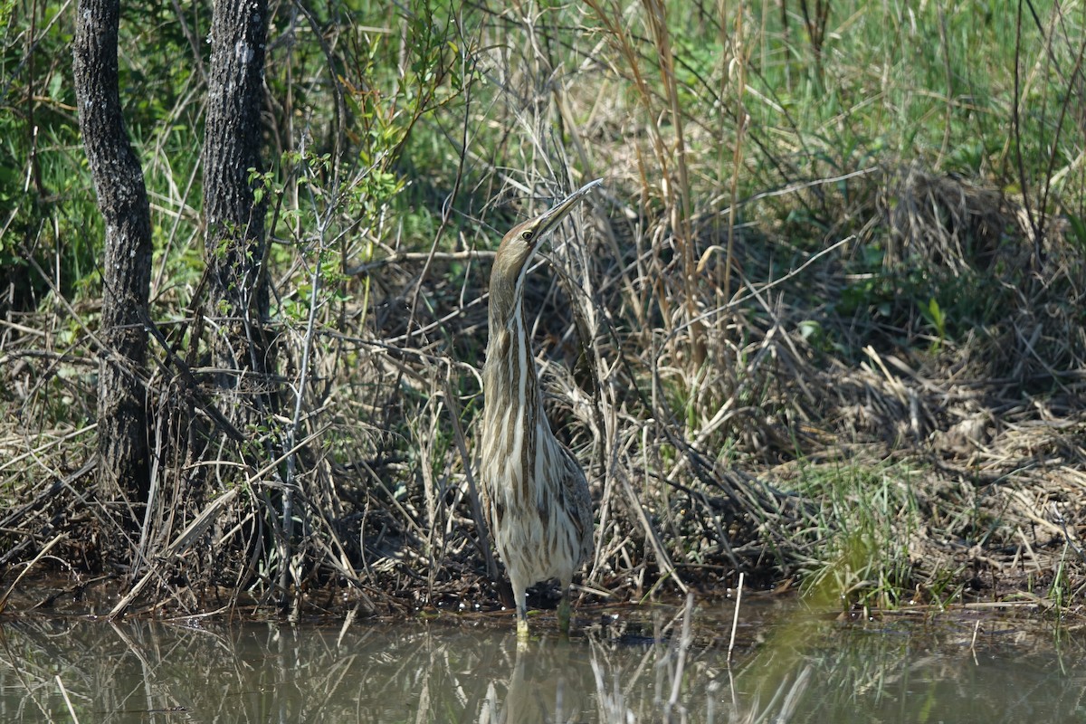 American Bittern - ML633460709
