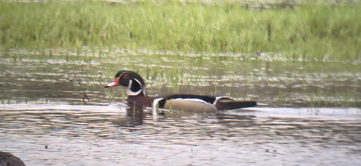 Wood Duck - ML633460729