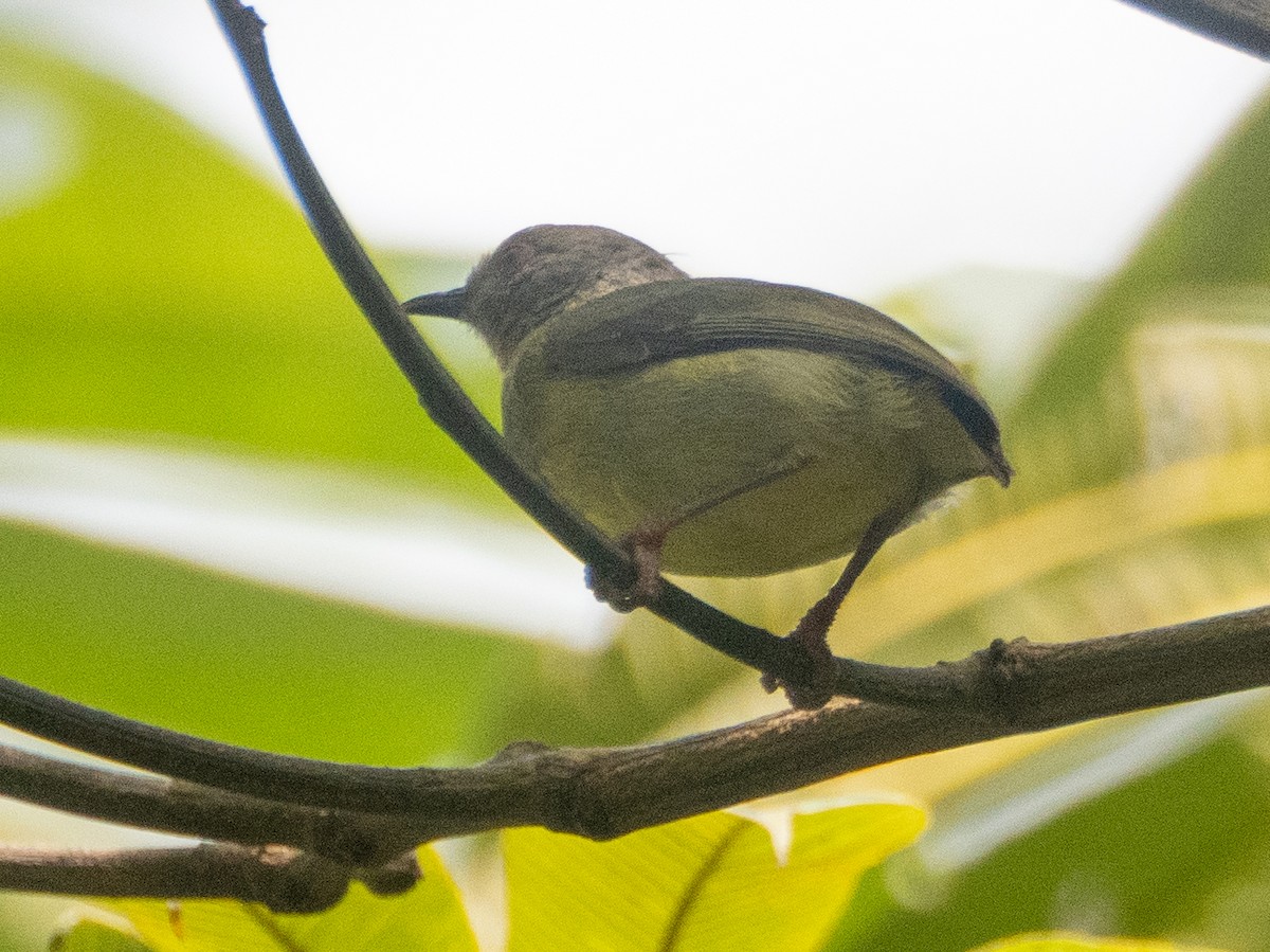 Lemon-bellied Crombec - ML633460731
