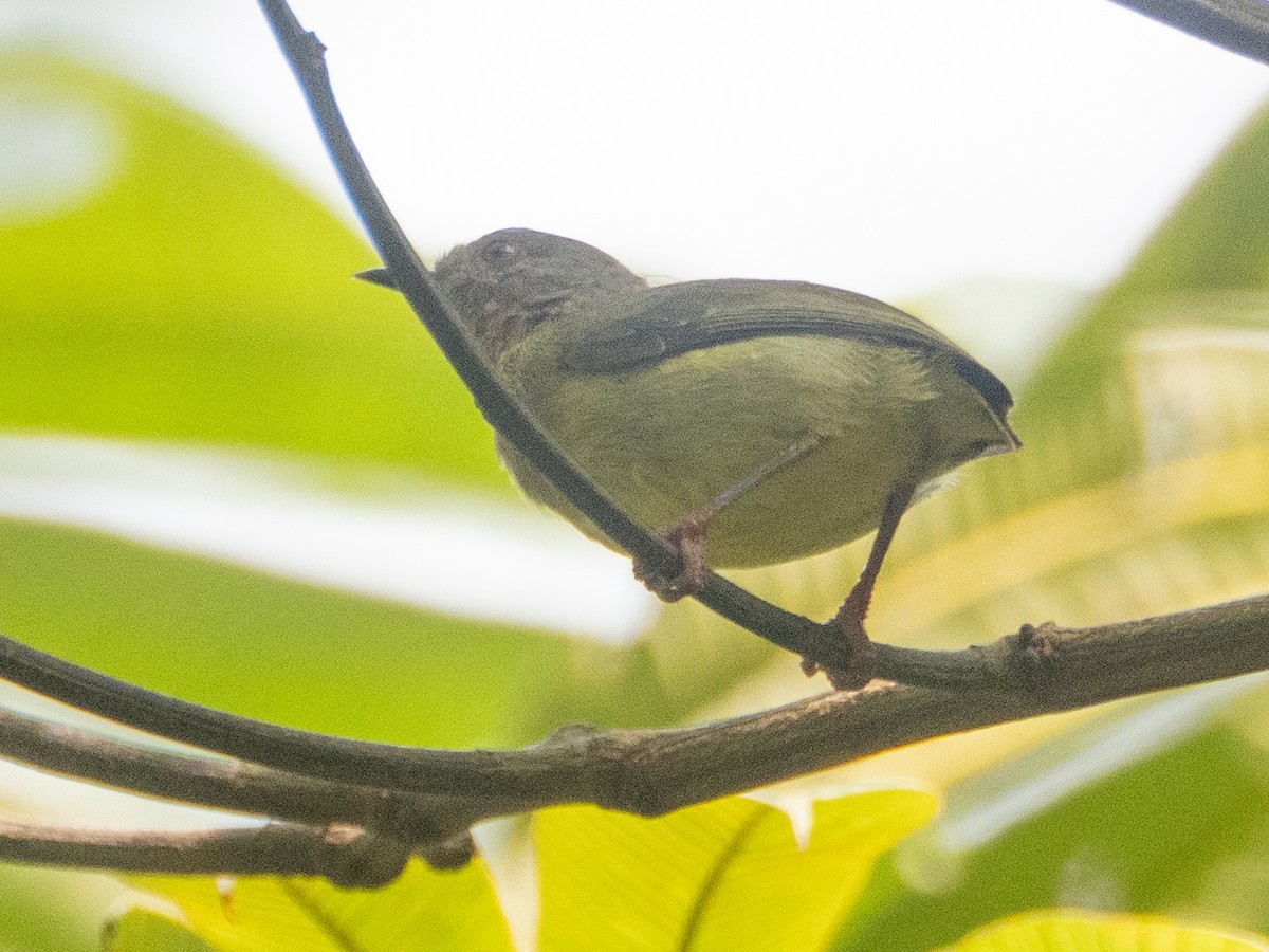 Lemon-bellied Crombec - ML633460733