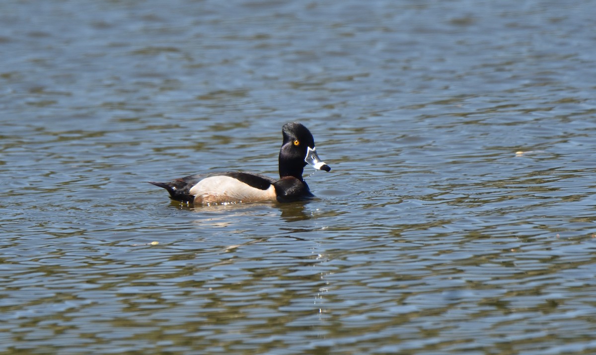 Ring-necked Duck - ML633460748