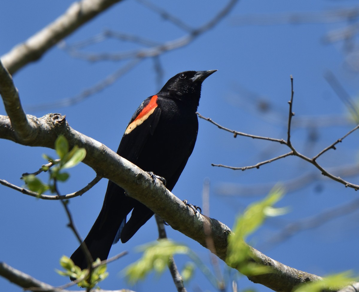 Red-winged Blackbird - ML633460777