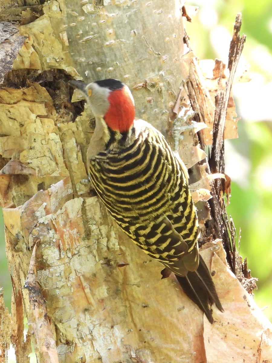 Hispaniolan Woodpecker - ML633460832
