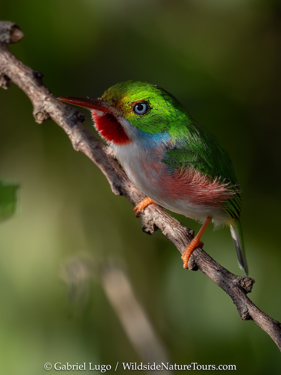 Cuban Tody - ML633460952