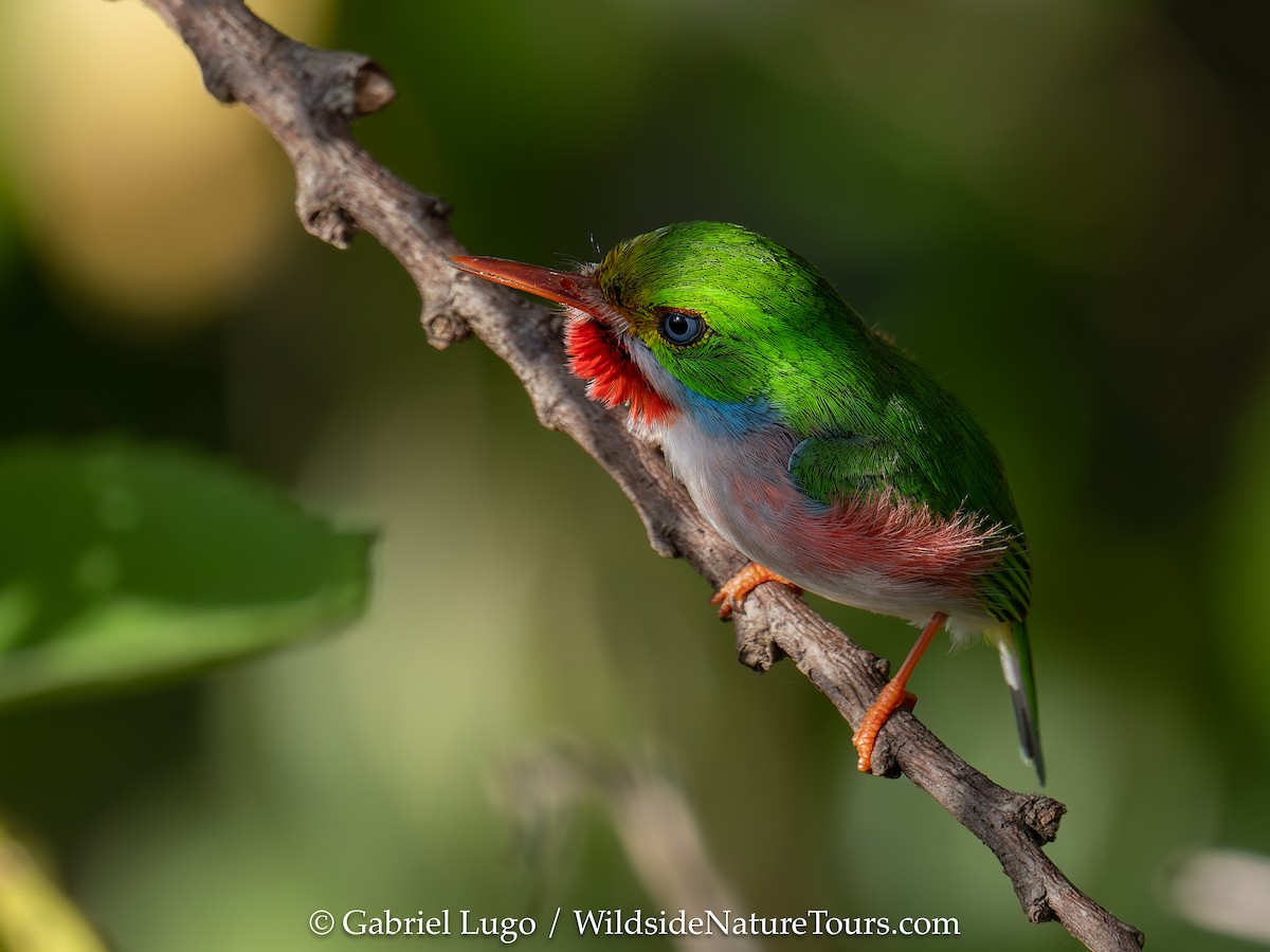 Cuban Tody - ML633460953