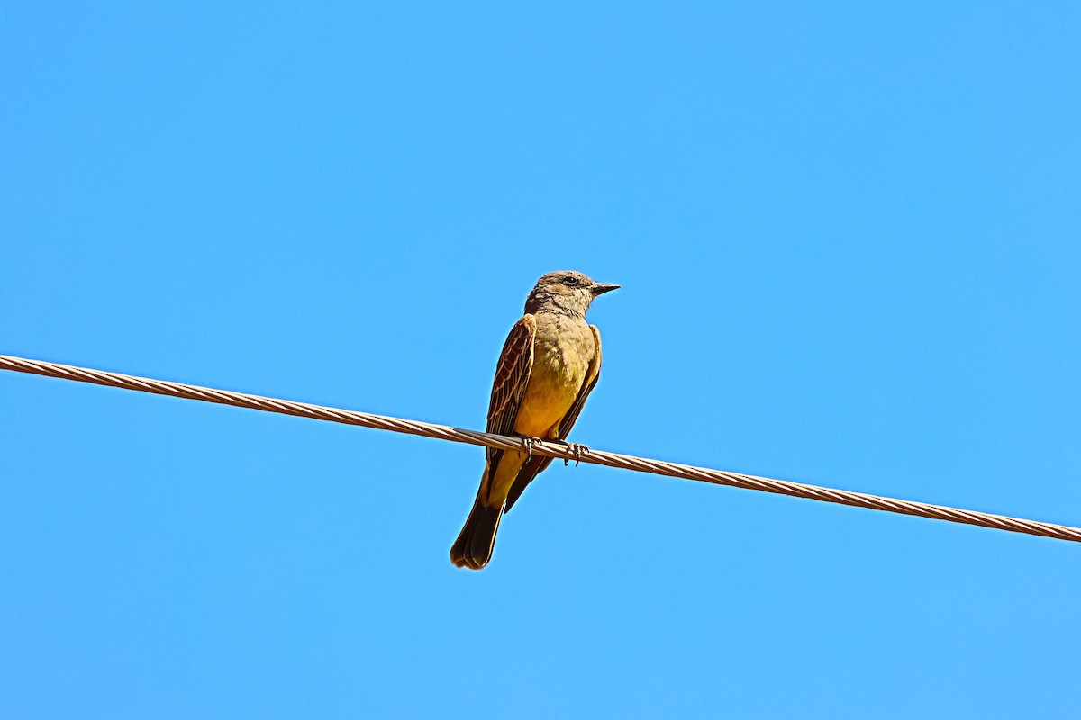 Cassin's Kingbird - ML633460992