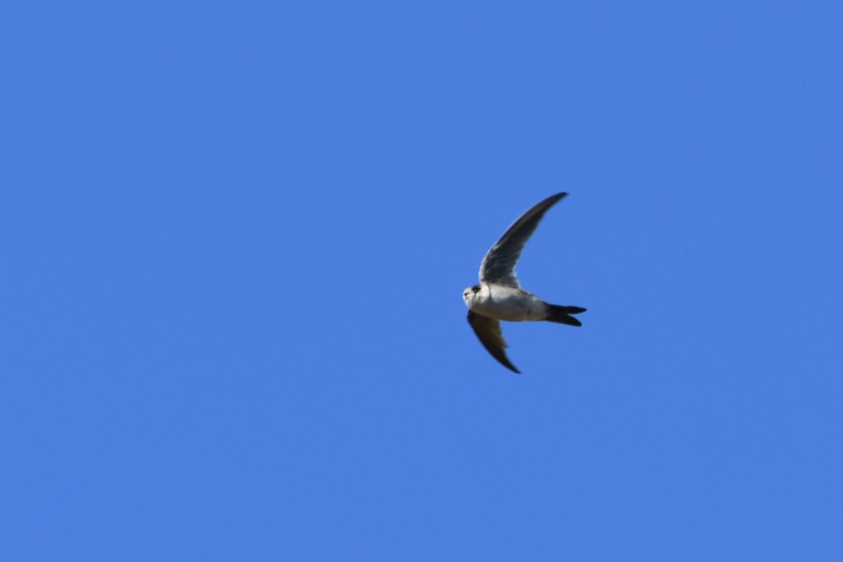 Andean Swift - ML633461118